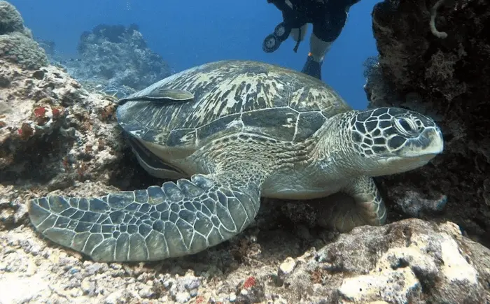 Gili Air Diving with a Turtle at a Gili Air Dive Site